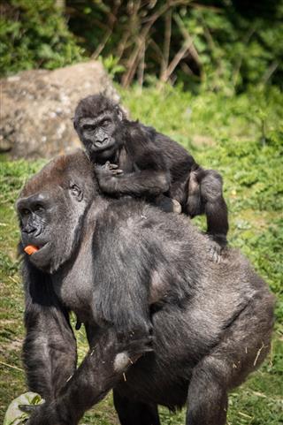 Mother With Baby Gorilla