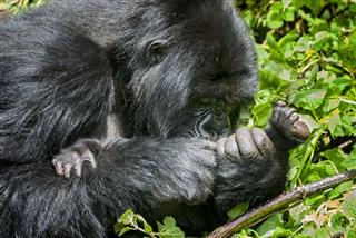 Female Mountain Gorilla