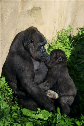 Gorilla With Cub