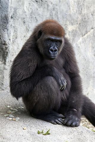 The Thinking Mans Gorilla