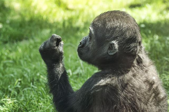 Gorilla Baby Is Exploring Blade Of Grass