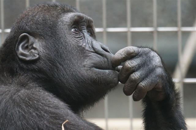 Ape Thinking