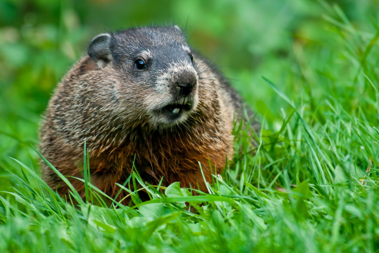 What Do Groundhogs Eat? Not What You Thought - Animal Sake