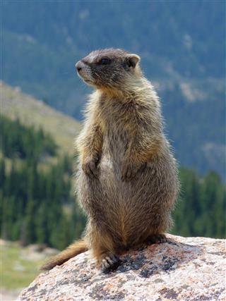 Profile Of A Marmot