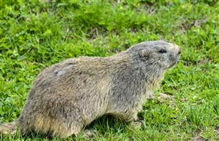 Groundhog Closeup