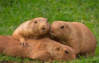 Family Group Of Prairie Dogs
