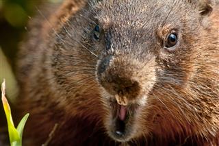 Groundhog Bearing Its Teeth
