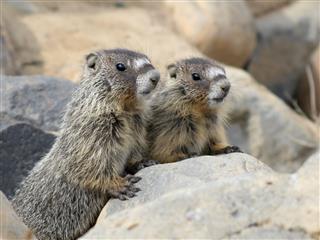Two Juvenile Yellow Bellied Marmots