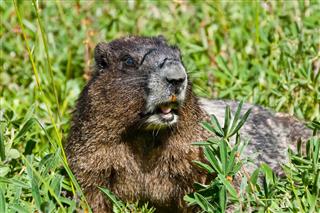 Hoary Marmot With Open Mouth