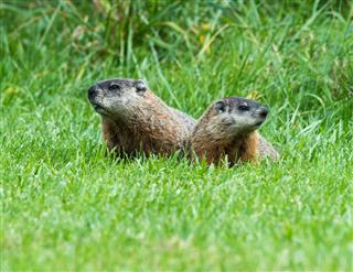 Two Groundhogs Portrait