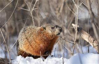 Groundhog During Winter