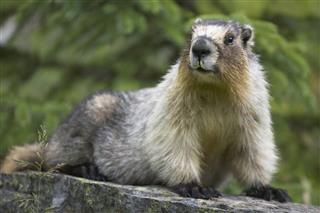 Groundhog In Alberta Canada