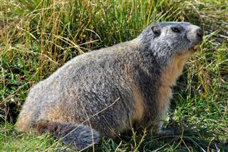 Marmot In The Grass