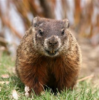 Groundhog Close Up