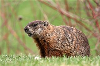 Groundhog Profile