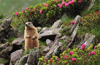 Marmot Between Flowers