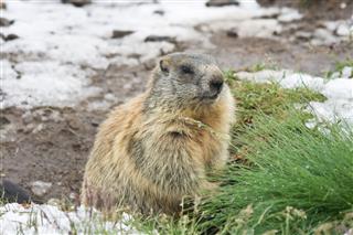 Marmot On Snowy Land