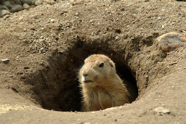 Groundhog In The Hole