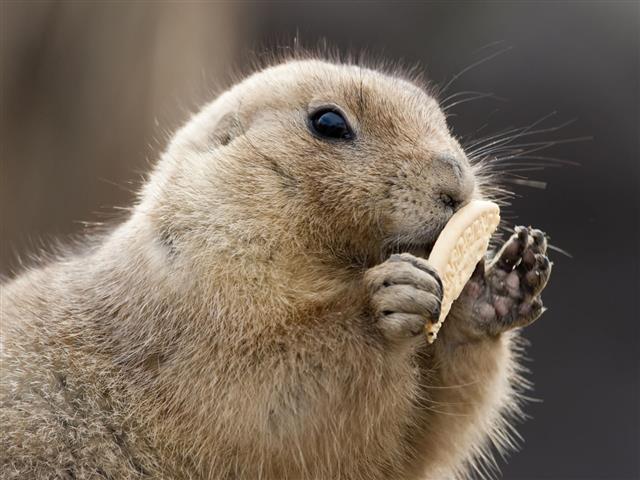 Groundhog Eating A Biscuit