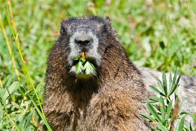 Hoary Marmot Feeding In A Meadow