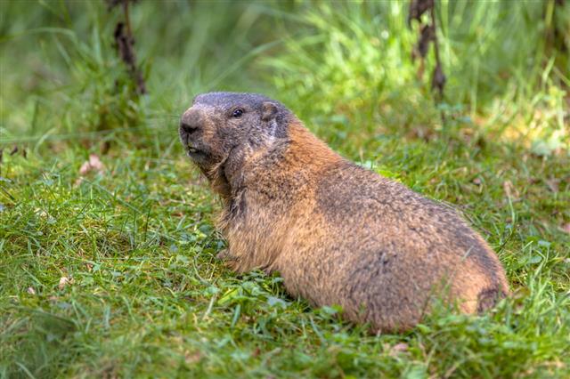Alpine Marmot Looking Backward