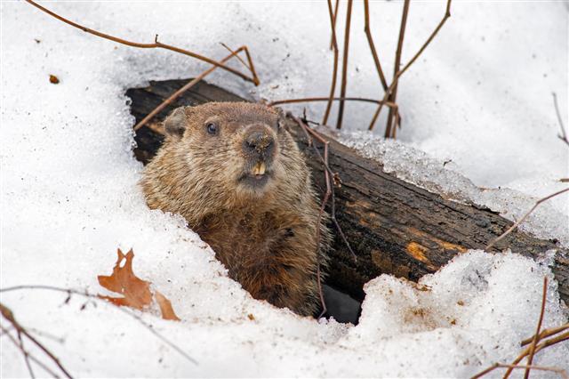 Groundhog Emerging From Snowy