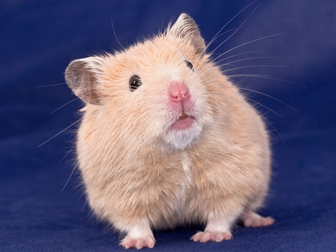Cute Golden Hamster | Random HD Walpapers | Pinterest
