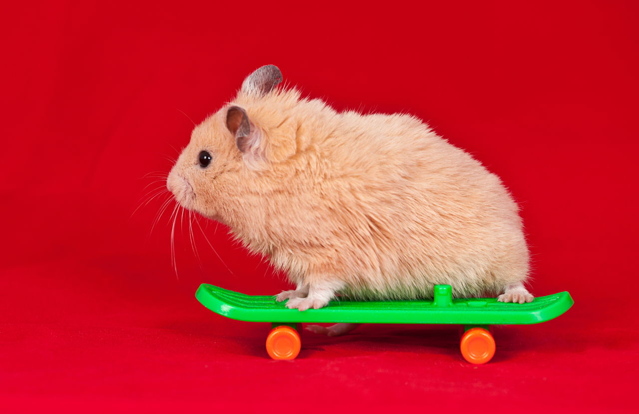 Meet The Teddy Bear Hamsters Youre Going To Love Them