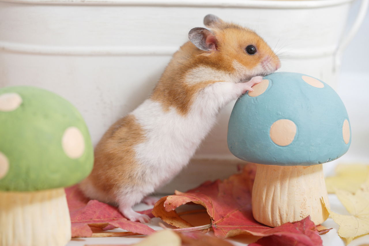 best type of hamster for a pet