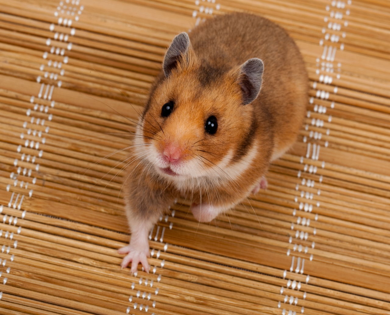 Mein Hamster hat immer volle Backen | nagerguide.de