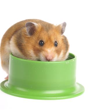 Hamster With Food