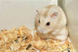 Cute Hamster In Wooden House