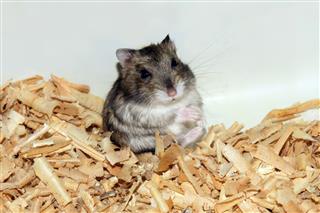 Cute Hamster In Wooden House