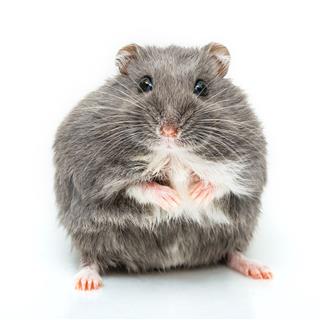 Russian Hamster Isolated On White