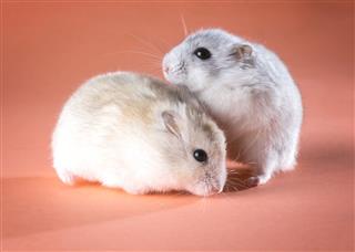 Funny Rodents Hamsters