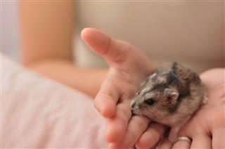 Hamster On Hand