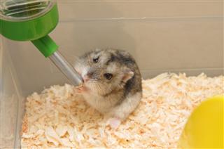 Hamster Drinking Water