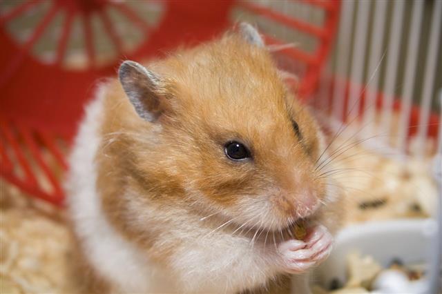 Hamster Eating In Cage