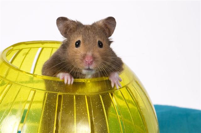 Hamster Popping Out Of Yellow Ball