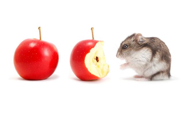 Hamster And Apples