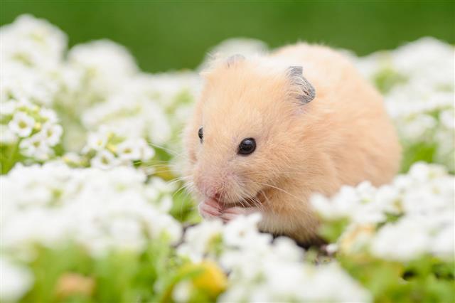 Golden Hamster In Flower Garden