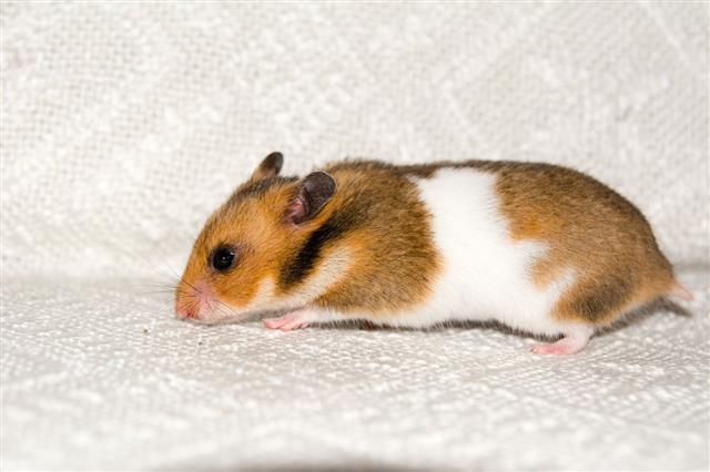Hamster On The White Cloth