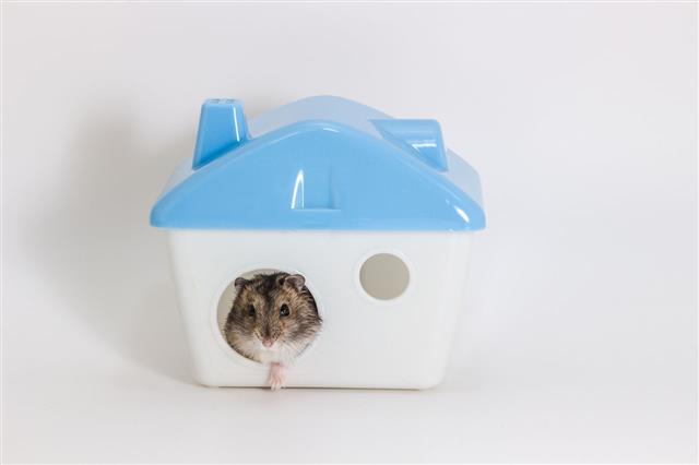 Hamster And His Home
