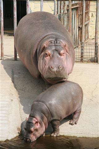 Hippo Mother And Child