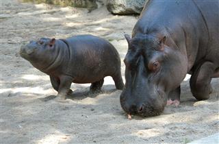 Hippopotamus With Its Baby