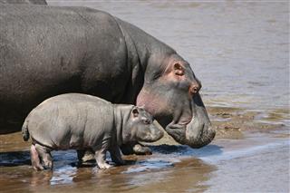 Mother Hippo And Baby