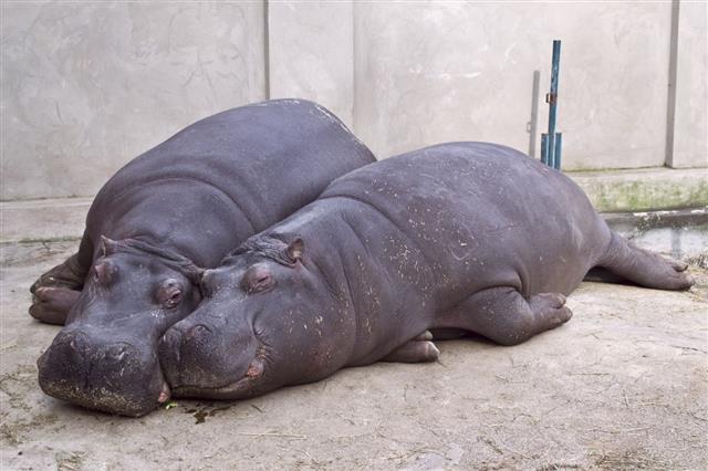Hippopotamus Hippo And Her Cub