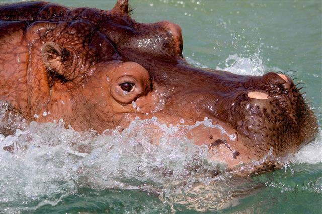 Hippo Splashing