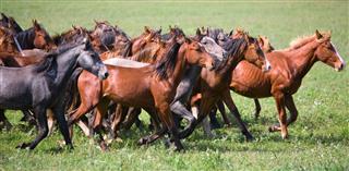Herd Of Young Horses
