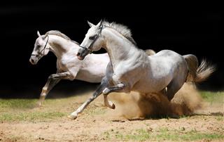 Two Stallions In Dust